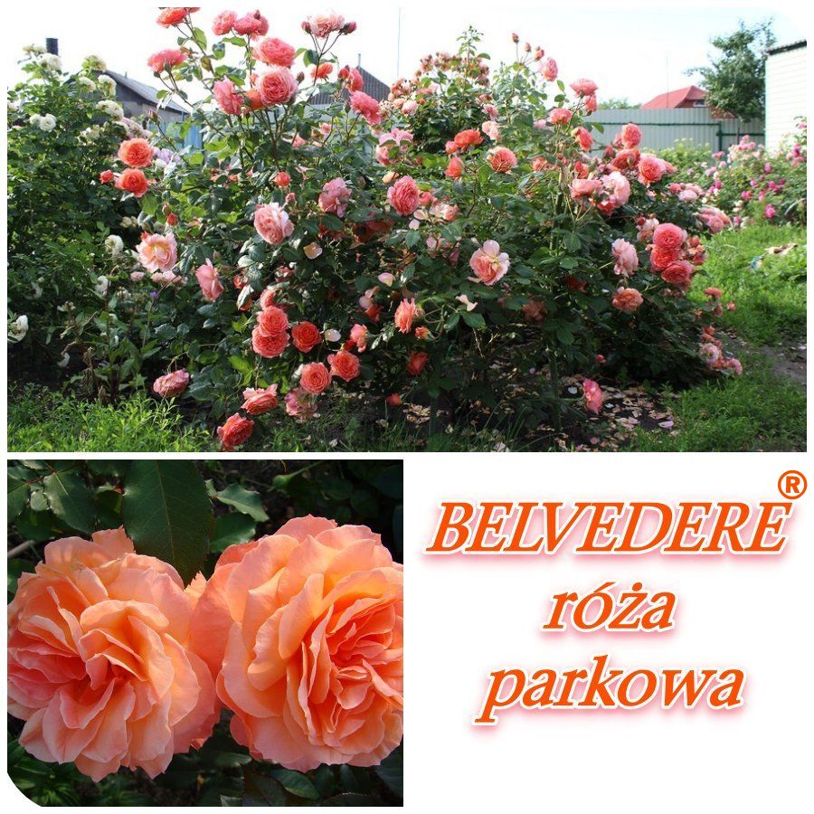 Belvedere róża parkowa